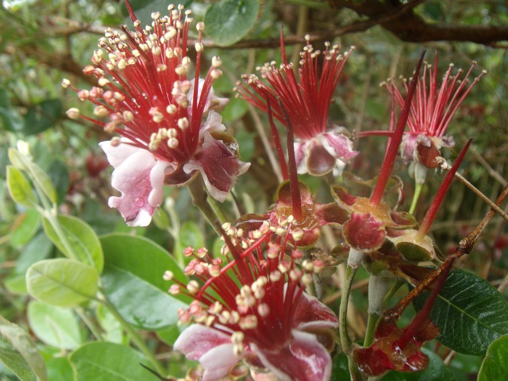 Hotel Tropical Fruit Garden Velas Exterior foto