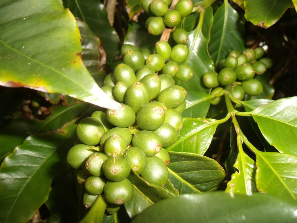 Hotel Tropical Fruit Garden Velas Exterior foto