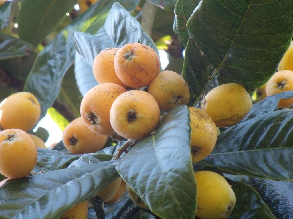 Hotel Tropical Fruit Garden Velas Exterior foto